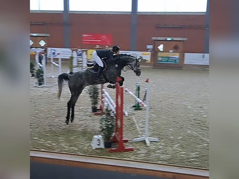 Westphalian Gelding 9 years 16,3 hh Grey-Dapple in Lütetsburg