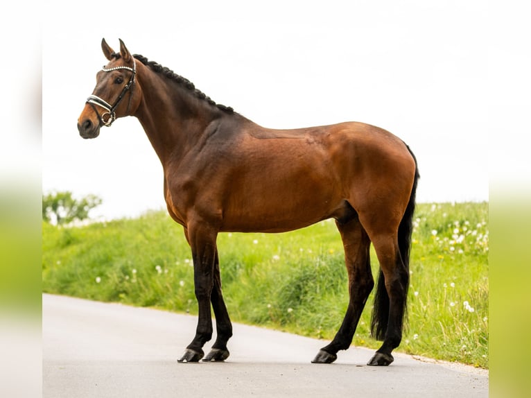 Westphalian Gelding 9 years 17.1 hh Brown in Gleichen