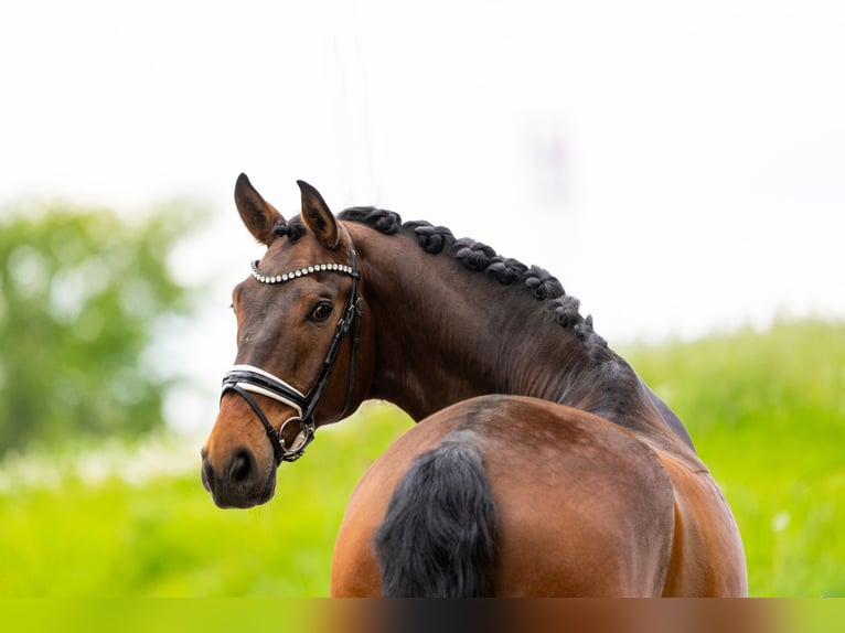 Westphalian Gelding 9 years 17.1 hh Brown in Gleichen