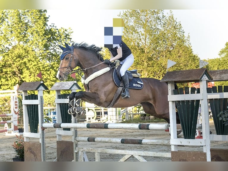 Westphalian Gelding 9 years 17.1 hh Brown in Hamm