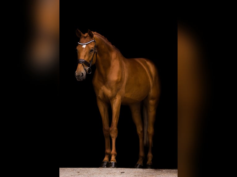 Westphalian Gelding 9 years 17,1 hh Chestnut-Red in Gleißenberg