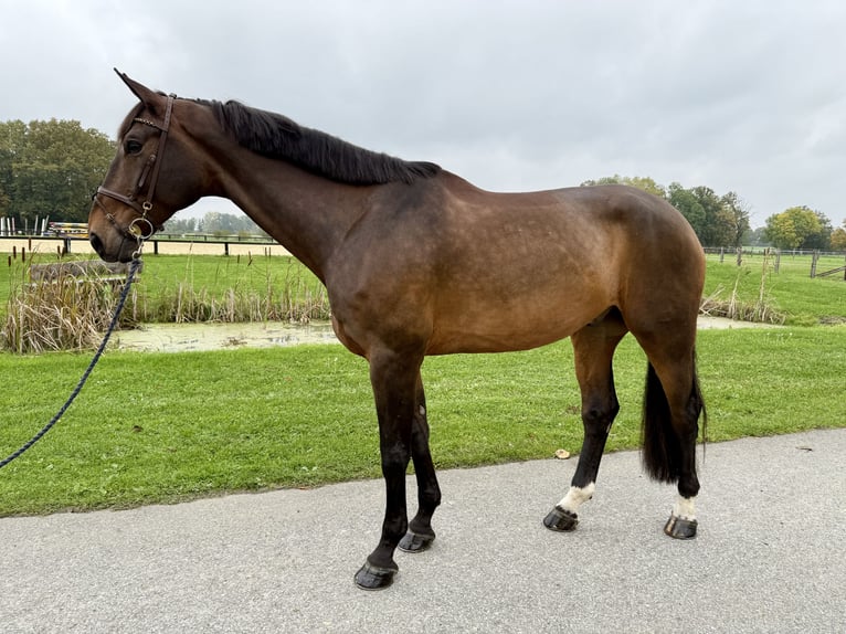 Westphalian Gelding 9 years 17,2 hh Brown in Horstmar