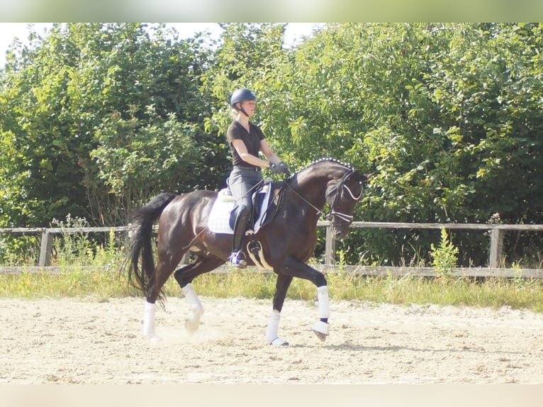 Westphalian Gelding 9 years 17 hh Black in Iserlohn