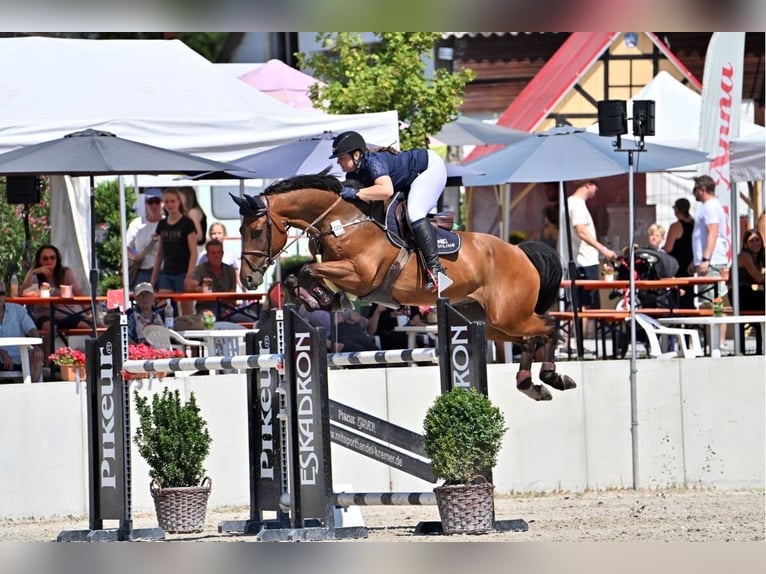 Westphalian Gelding 9 years 17 hh Brown in Nürnberg