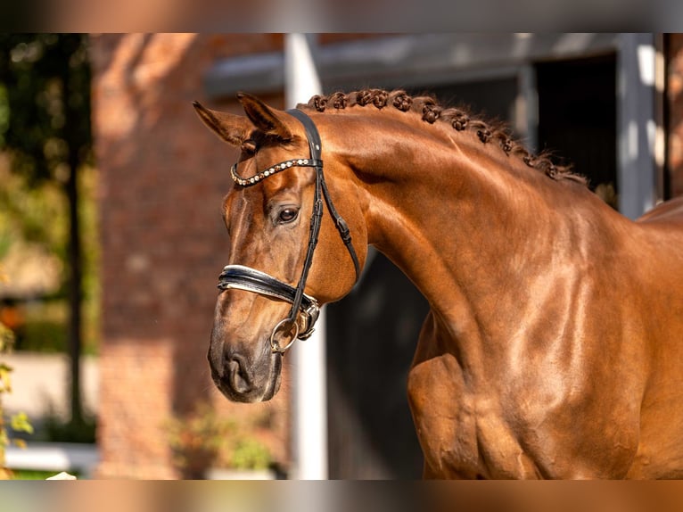 Westphalian Gelding 9 years 17 hh Chestnut in Berlin