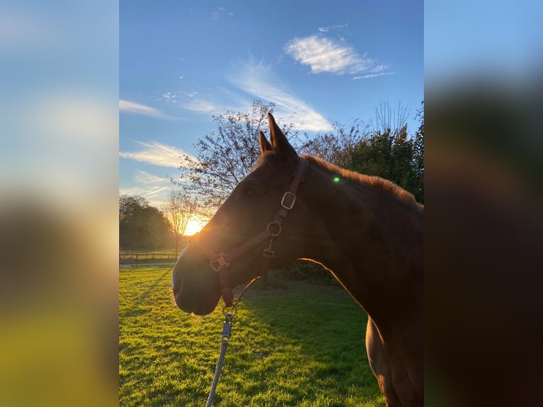 Westphalian Gelding 9 years 17 hh Chestnut-Red in Köln