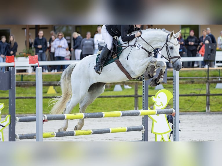 Westphalian Gelding 9 years 17 hh Grey in Kalletal
