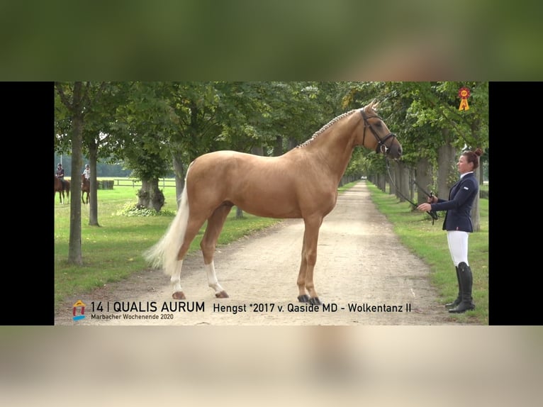 Westphalian Gelding 9 years 17 hh Palomino in Gemeinde Gars am Inn