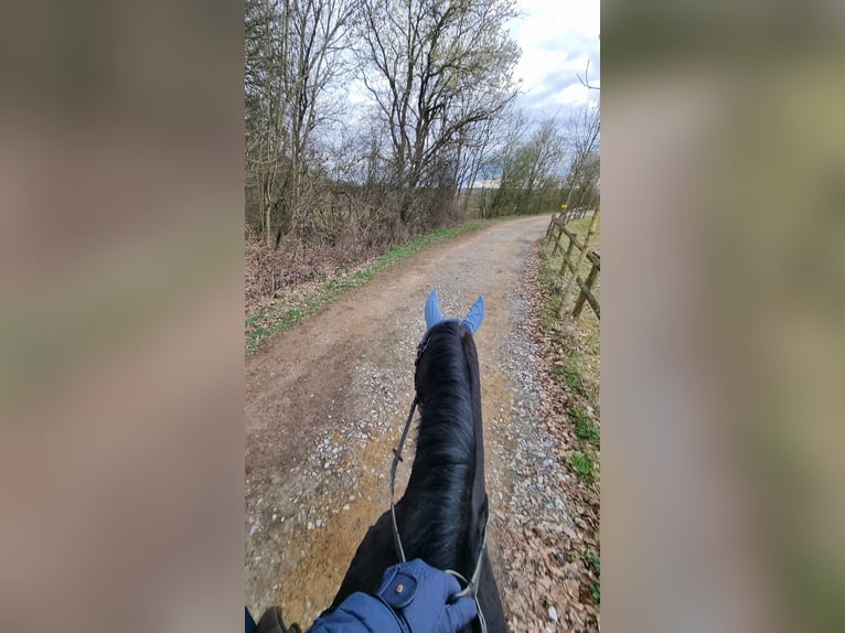 Westphalian Gelding 9 years 17,1 hh Bay-Dark in Saarlouis