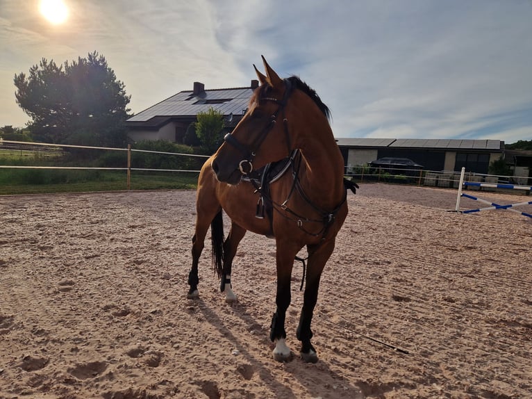 Westphalian Gelding 9 years 17,1 hh Brown in Mühlhausen