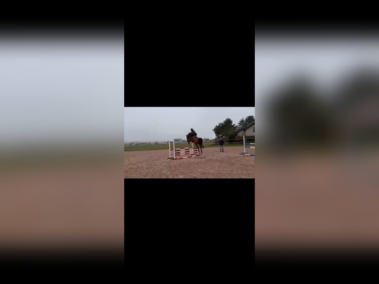 Westphalian Gelding 9 years 17,1 hh Brown in Mühlhausen