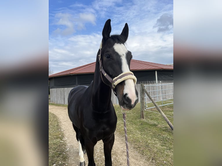 Westphalian Gelding 9 years 17,1 hh Smoky-Black in Ottenhofen
