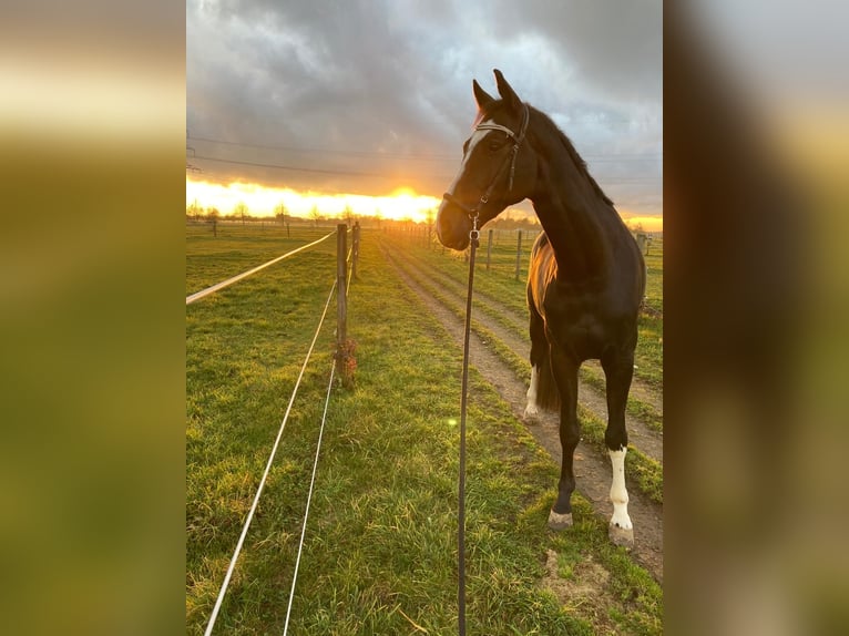 Westphalian Gelding 9 years 17,1 hh Smoky-Black in Ottenhofen