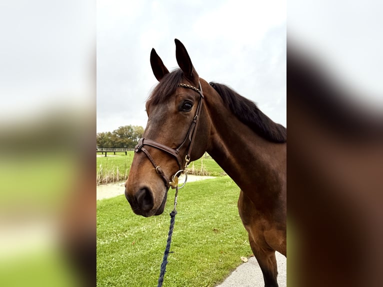 Westphalian Gelding 9 years 17,2 hh Brown in Horstmar Westphalian Gelding 9 years 17,2 hh Brown in Horstmar