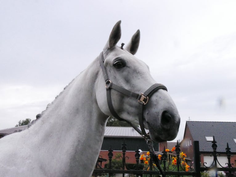 Westphalian Gelding 9 years 18.1 hh  in Dorsten