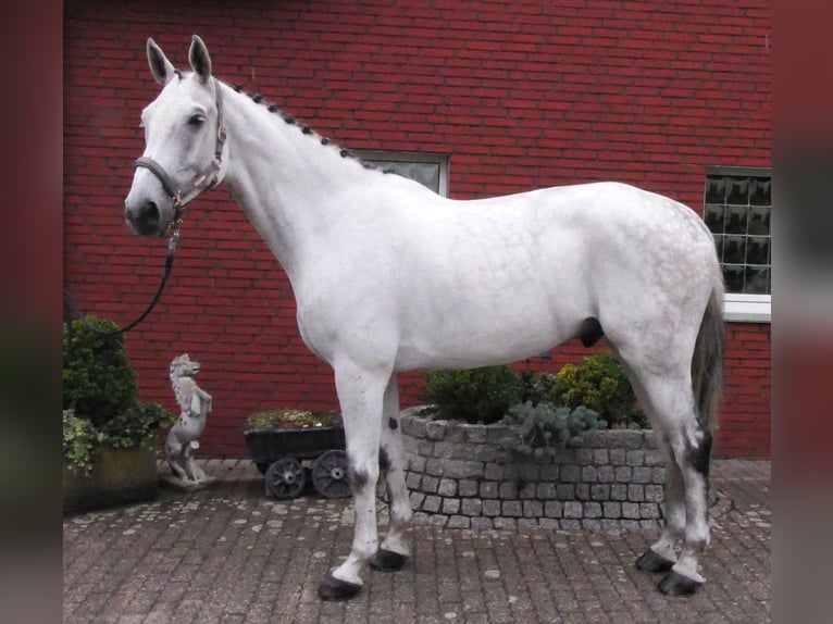 Westphalian Gelding 9 years 18.1 hh  in Dorsten