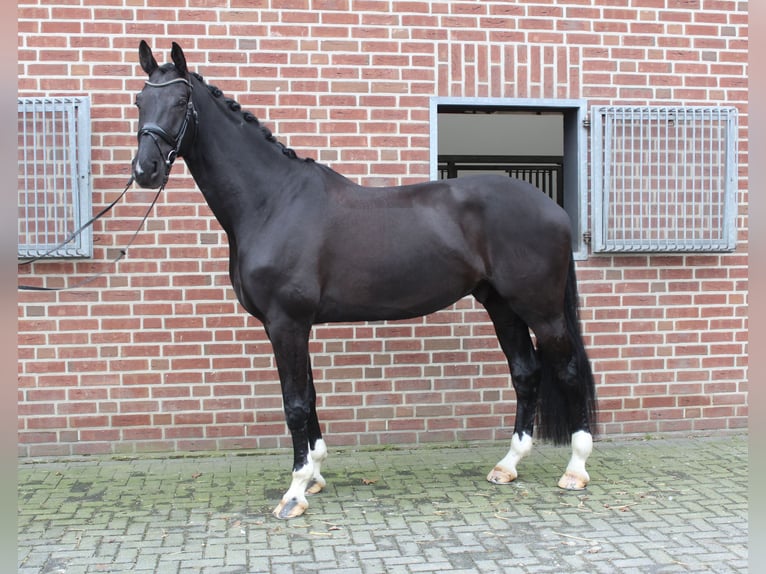 Westphalian Gelding 9 years 18 hh Smoky-Black in Ahaus