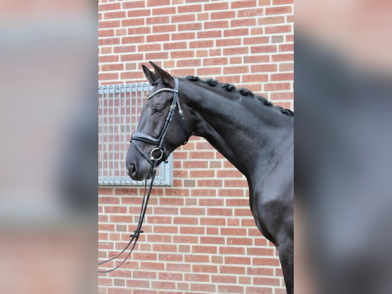 Westphalian Gelding 9 years 18 hh Smoky-Black in Ahaus