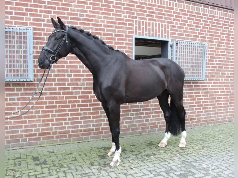 Westphalian Gelding 9 years 18 hh Smoky-Black in Ahaus