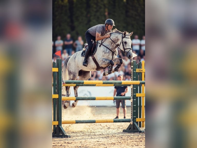 Westphalian, Gelding, 9 years, Grey