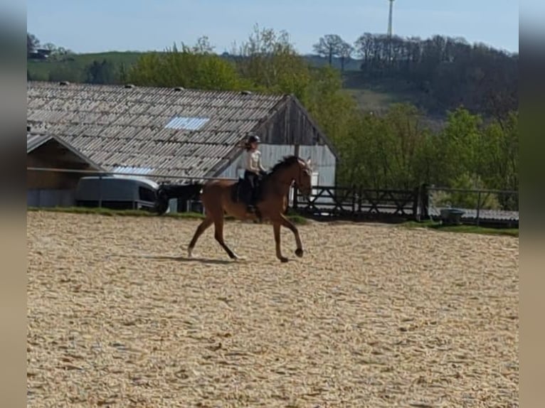 Westphalian Gelding 9 years in Breckerfeld