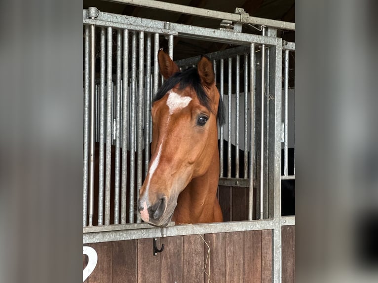 Westphalian Gelding 9 years in Breckerfeld