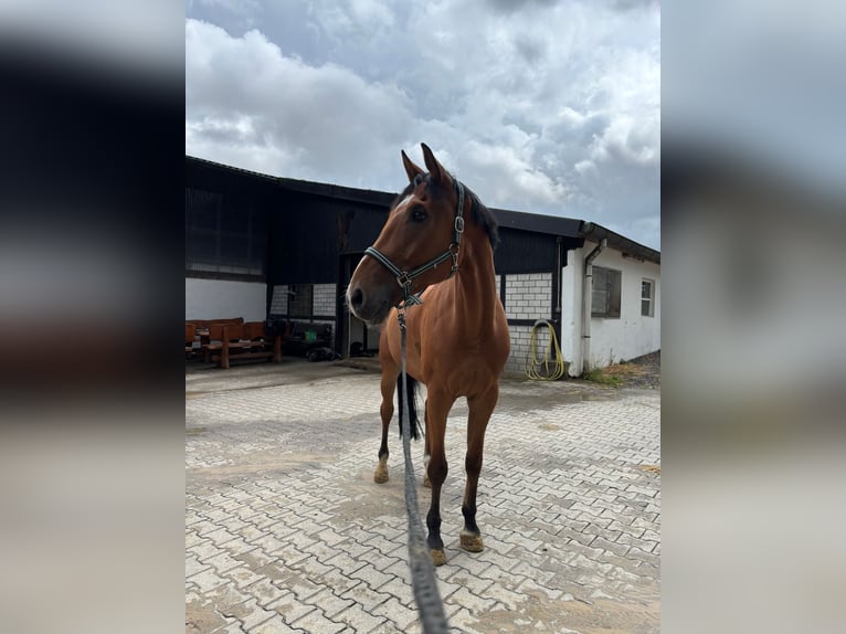 Westphalian Gelding 9 years in Breckerfeld
