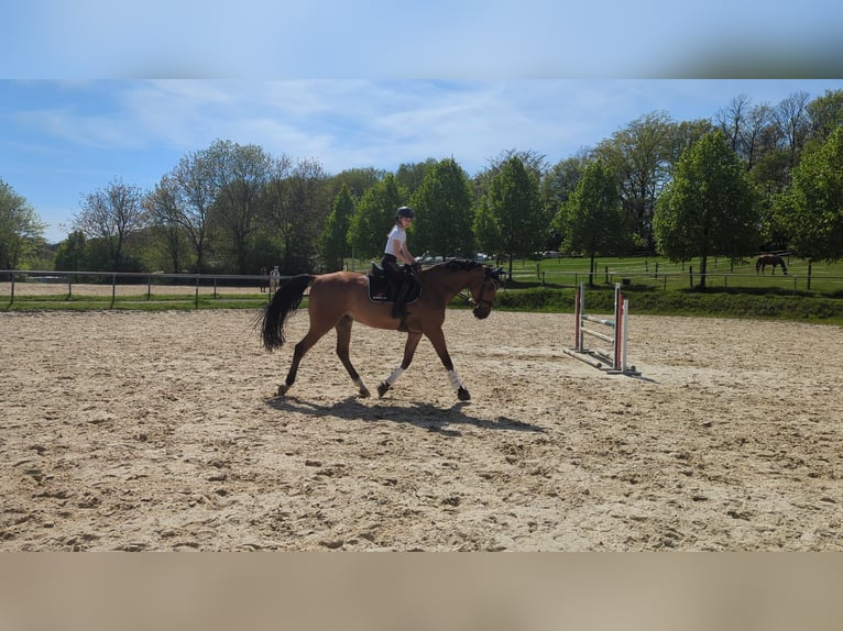 Westphalian Gelding 9 years in Breckerfeld