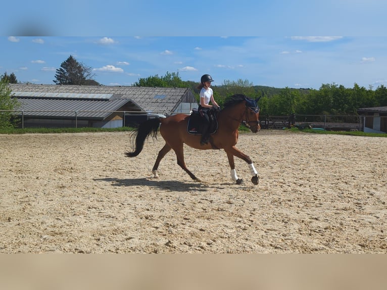 Westphalian Gelding 9 years in Breckerfeld