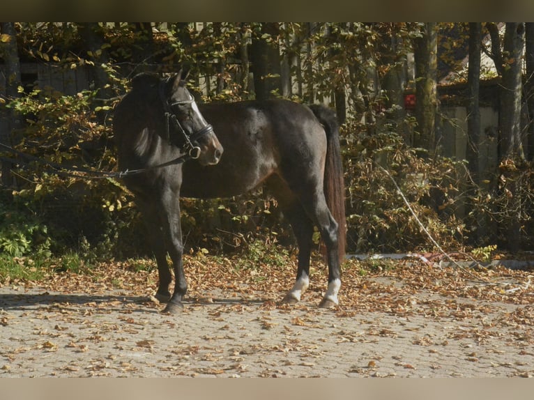 Westphalian Mare 10 years 13,2 hh Bay-Dark in Würzburg