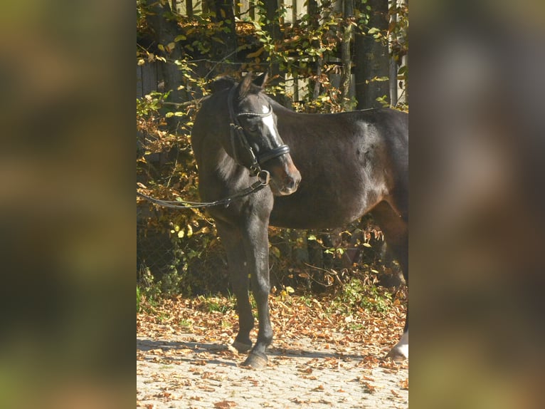 Westphalian Mare 10 years 13,2 hh Bay-Dark in Würzburg