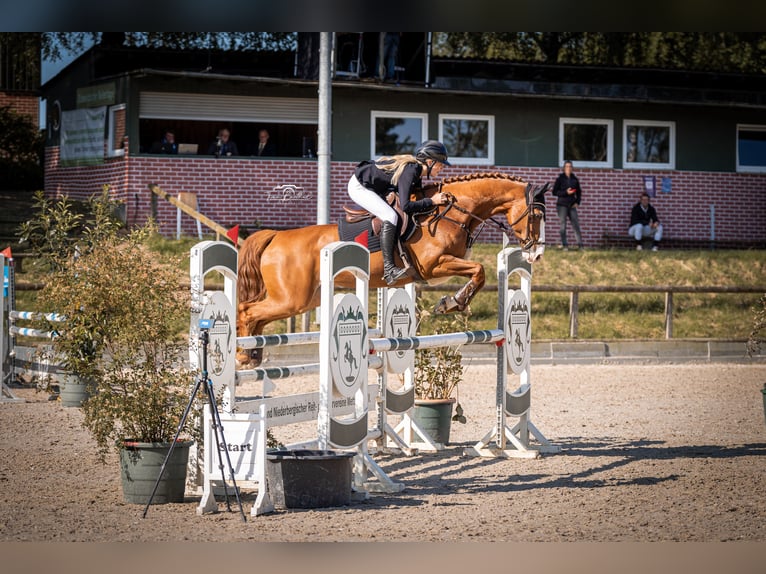 Westphalian Mare 10 years 15,2 hh Chestnut-Red in K&#xF6;ln