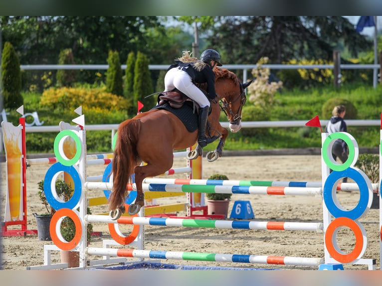 Westphalian Mare 10 years 15,3 hh Chestnut-Red in K&#xF6;ln