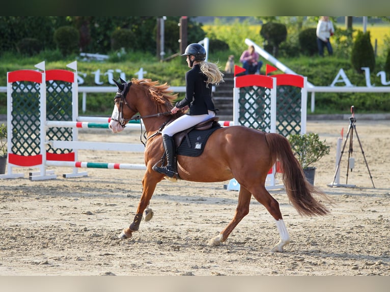 Westphalian Mare 10 years 15,3 hh Chestnut-Red in K&#xF6;ln