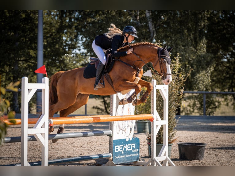 Westphalian Mare 10 years 15,3 hh Chestnut-Red in K&#xF6;ln