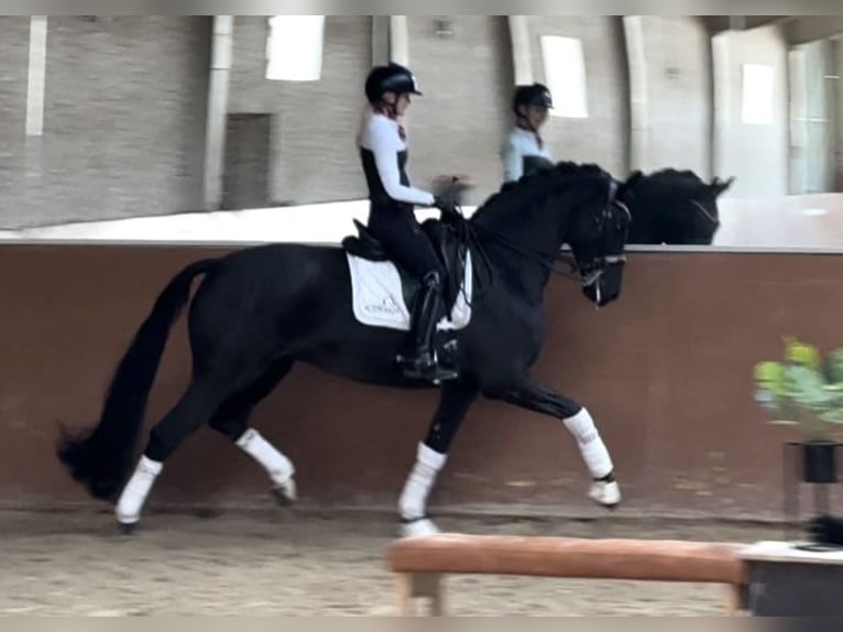 Westphalian Mare 10 years 16,1 hh Black in Wehringen