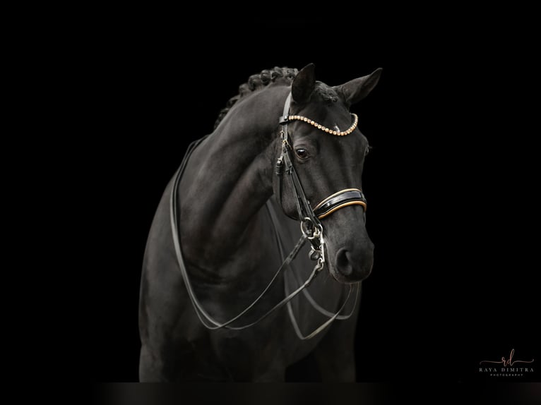 Westphalian Mare 10 years 16,1 hh Black in Wehringen