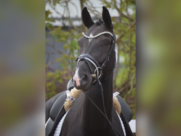 Westphalian Mare 10 years 16.1 hh Black in Dätgen