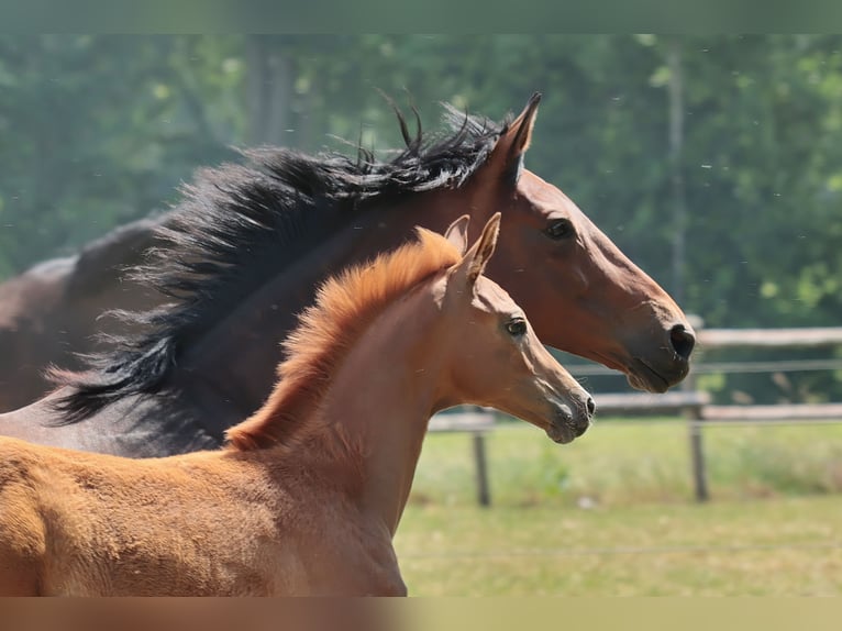 Westphalian Mare 10 years 16,1 hh Brown in Laer