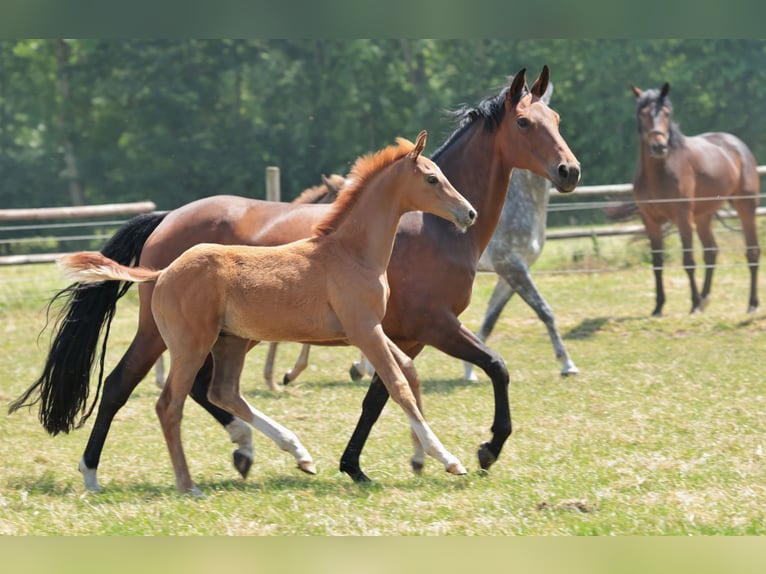 Westphalian Mare 10 years 16,1 hh Brown in Laer