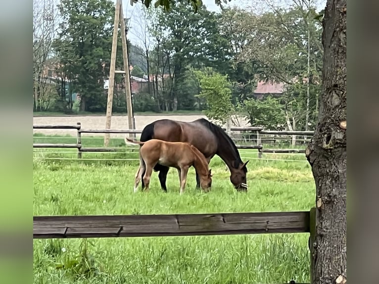 Westphalian Mare 10 years 16,1 hh Brown in Laer