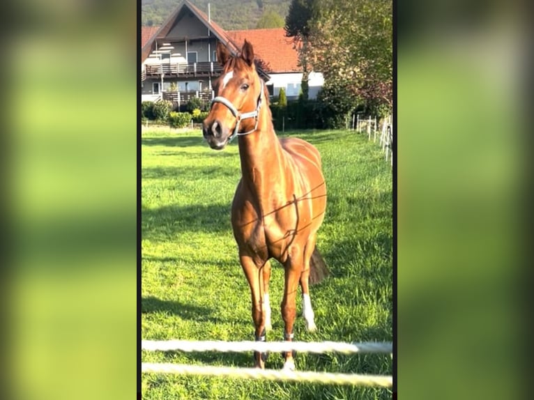 Westphalian Mare 10 years 16,1 hh Chestnut-Red in Hüllhorst