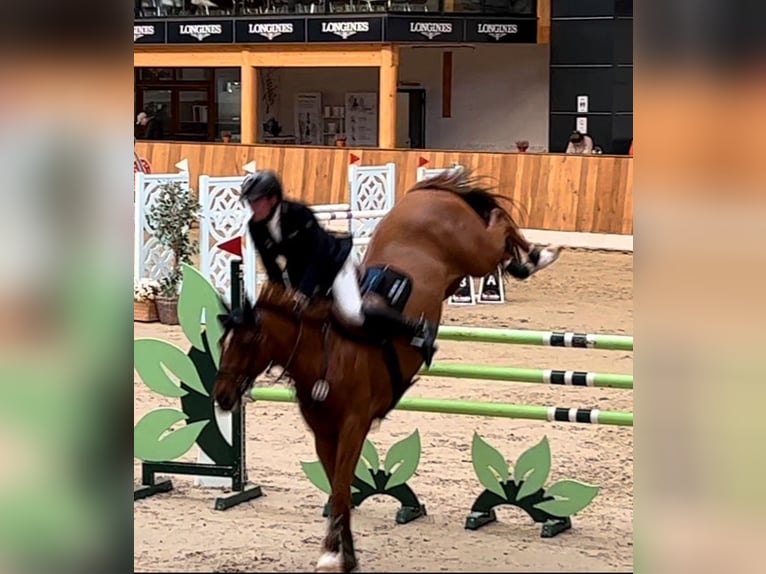 Westphalian Mare 10 years 16,1 hh Chestnut-Red in Hüllhorst