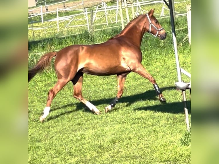 Westphalian Mare 10 years 16,1 hh Chestnut-Red in Hüllhorst