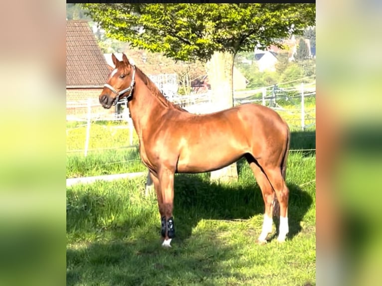 Westphalian Mare 10 years 16,1 hh Chestnut-Red in Hüllhorst