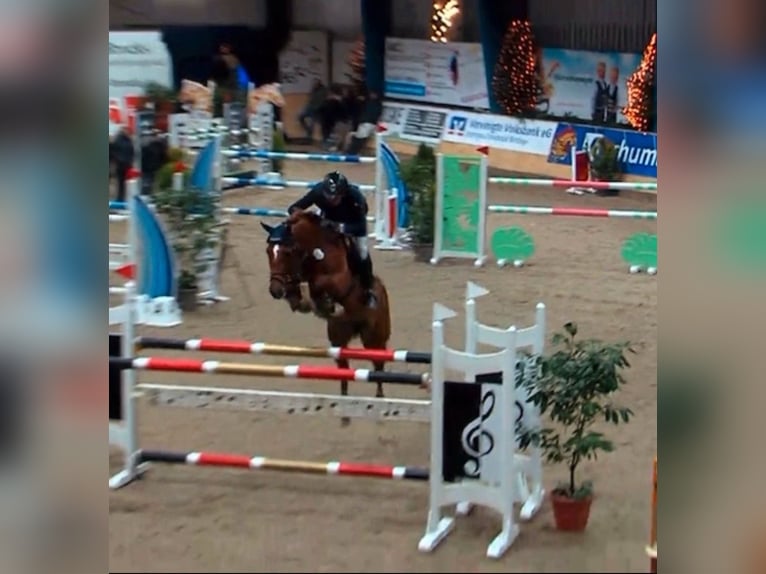 Westphalian Mare 10 years 16,1 hh Chestnut-Red in Hüllhorst