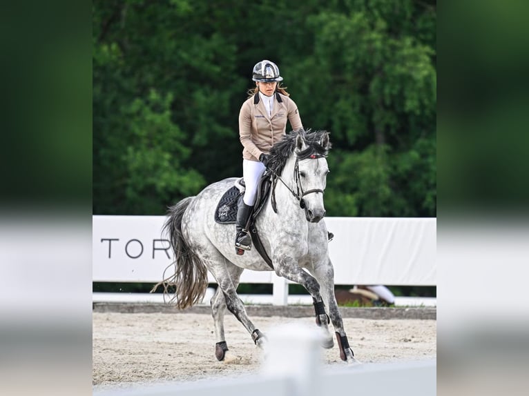 Westphalian Mare 10 years 16,1 hh Gray-Dapple in Wysin