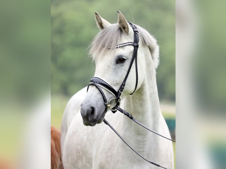Westphalian Mare 10 years 16.1 hh Grey-Dapple in Nideggen