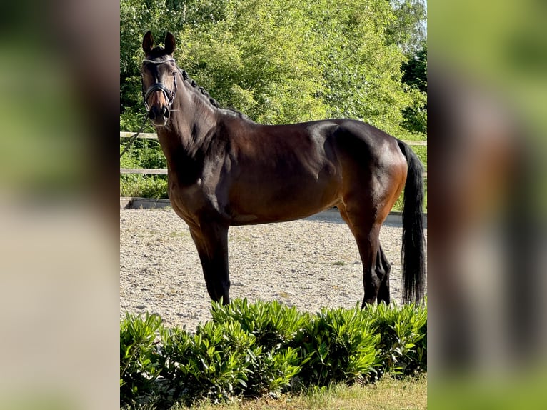 Westphalian Mare 10 years 16.2 hh Bay-Dark in Sassenberg
