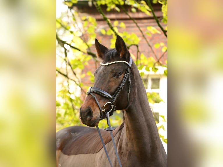 Westphalian Mare 10 years 16.2 hh Bay-Dark in Dorsten